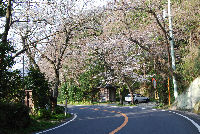 室岩洞の桜