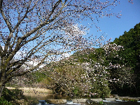 那賀川堤の桜