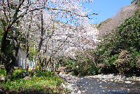 大沢桜 大沢桜