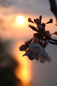 国道136号沿いの桜と夕陽