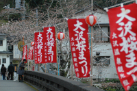 大沢温泉の桜