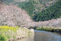 那賀川堤の桜