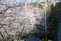室岩洞の桜