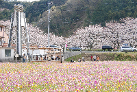 花畑 花畑