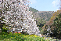 大沢桜 大沢桜