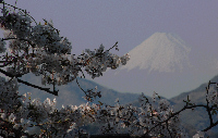富士見彫刻ラインからの富士山