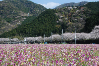 田んぼをつかった花畑