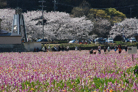 田んぼをつかった花畑