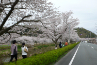 那賀バイパスの桜と花畑 那賀バイパスの桜と花畑