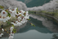 桜満開