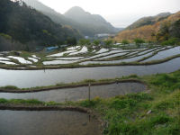 棚田 棚田