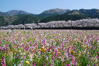 田んぼをつかった花畑 田んぼをつかった花畑