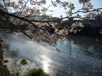 桜 桜