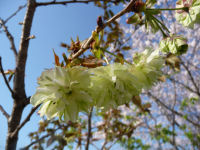 御衣黄桜