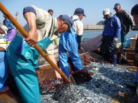 石部海岸キミゴ漁