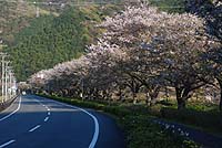 町内桜は落下さかん