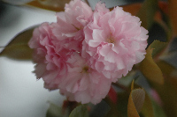 八重桜 八重桜