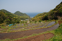 棚田 棚田
