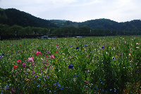 田んぼをつかった花畑 田んぼをつかった花畑