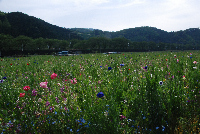 田んぼをつかった花畑