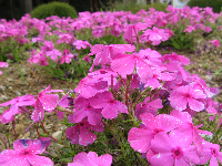 芝桜 芝桜
