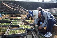 夏花壇用花苗移植作業