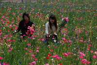 花畑無料花摘み