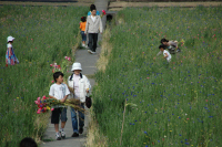 那賀大規模花畑