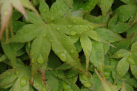 今日は雨