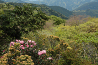 長九郎山山頂のシャクナゲ