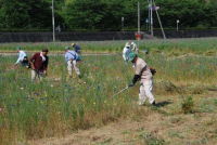 花畑刈り取り作業