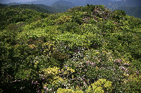 長九郎山