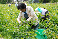 桜葉収穫作業