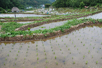 棚田