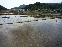 田植え 田植え