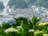牛原山アジサイ 牛原山アジサイ