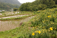 棚田 棚田
