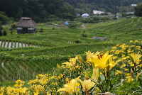 棚田 棚田