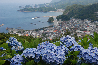 牛原山アジサイ 牛原山アジサイ