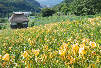 棚田 棚田