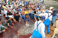 石部大地曳網祭り