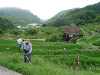 石部棚田草刈り