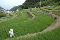 石部棚田草刈作業 石部棚田草刈作業