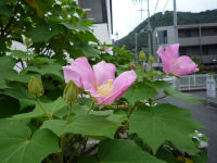 芙蓉 芙蓉
