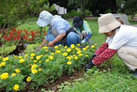 花の会花壇の手入れ作業