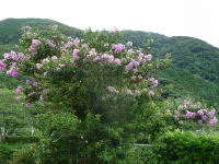 サルスベリの花