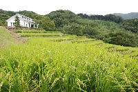 棚田 棚田