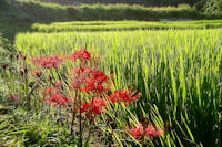 彼岸花 彼岸花