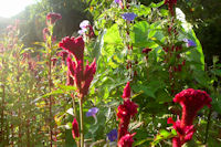ケイトウの花 ケイトウの花