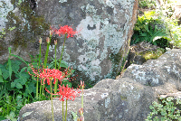 彼岸花 彼岸花